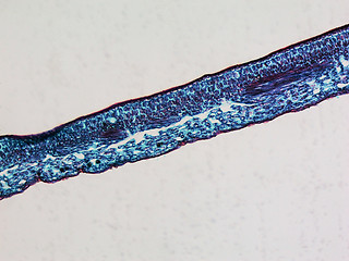 Image showing Leaf micrograph