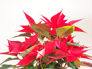 Image showing Poinsettia Christmas star