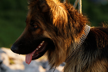 Image showing German shepherd dog