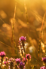 Image showing Meadow at sunset