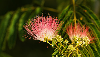 Image showing Flowers of acacia