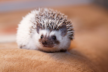 Image showing African white- bellied hedgehog