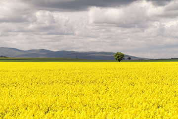 Image showing Colza field