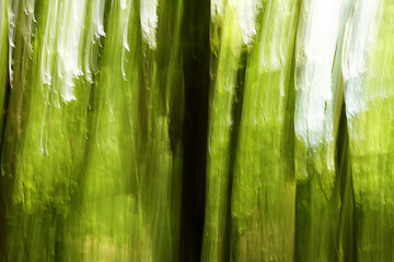 Image showing Blurred trees background