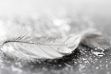 Image showing White feather with water drops