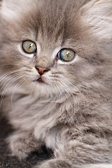 Image showing Beautiful grey kitten