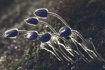 Image showing Purple anemone