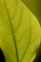 Image showing Green leaf