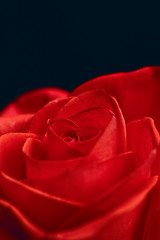 Image showing Beautiful red rose closeup