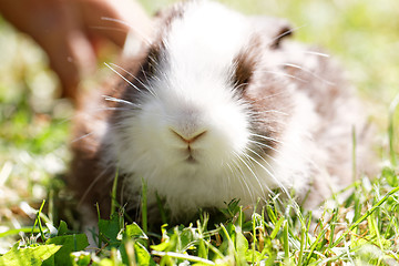 Image showing Cute bunny