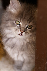 Image showing Beautiful grey kitten