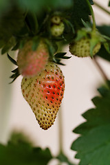 Image showing Strawberries