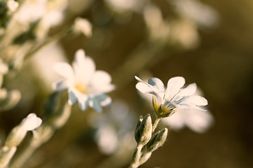 Image showing White flower