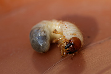 Image showing May beetle larvae - Melolontha melolontha