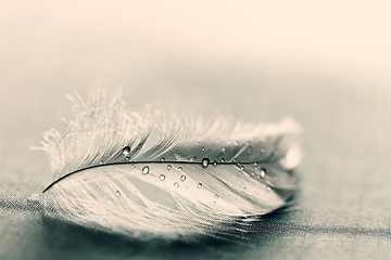 Image showing White feather with water drops