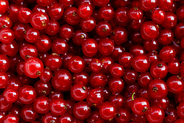 Image showing Background red currants