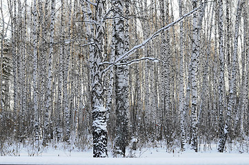 Image showing Birch wood in the winter.