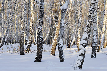 Image showing Winter birch forest.