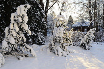 Image showing winter landscape, pine trees covered with snow