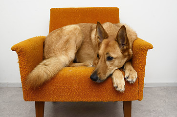 Image showing brown dog lying in the orange chair