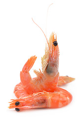 Image showing some shrimps