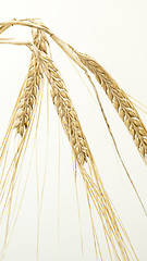 Image showing Golden wheat close 