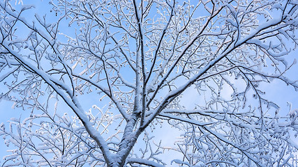 Image showing Fluffy snow on branches of tree 