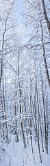 Image showing Vertical panorama of snowy forest