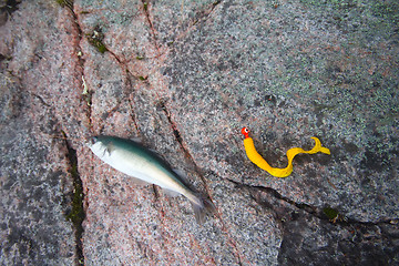 Image showing haddock on a rod night sea fishing in Scandinavia