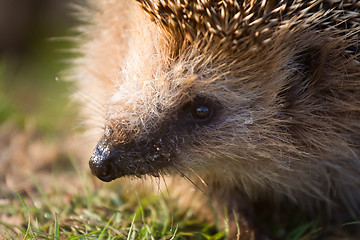 Image showing hedgehog  needle wild animal close up