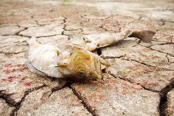 Image showing dead fish drought lake  heat