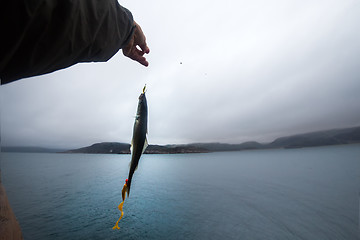 Image showing haddock on a rod night sea fishing in Scandinavia