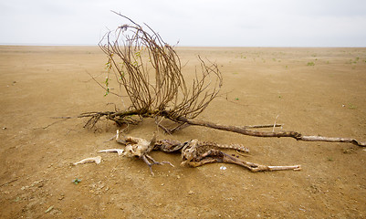 Image showing dead animal among sand and  drought