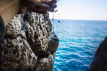 Image showing Rock sea fishing sargus  Mediterranean