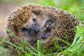 Image showing hedgehog curled  and sleeps ant awakes him