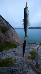 Image showing haddock on a rod night sea fishing in Scandinavia