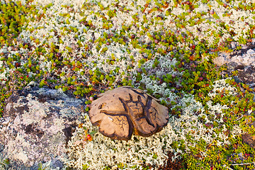 Image showing magic symbol Scandinavian special mushroom