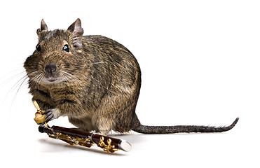 Image showing degu pet musician