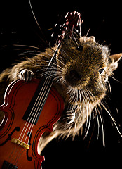 Image showing degu pet musician