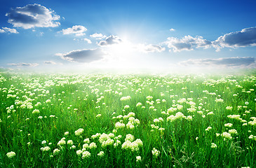 Image showing Field of flowers