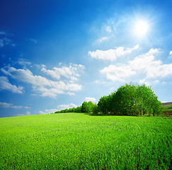 Image showing Trees in the field