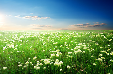 Image showing Flowers at sunset