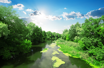 Image showing River and forest