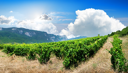 Image showing Mountains and vineyard
