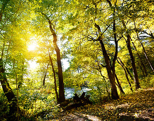 Image showing Forest on slope