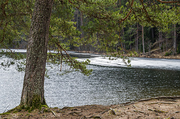 Image showing Spring landscape at wood lake