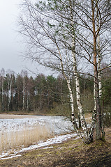 Image showing Spring March landscape at wood lake