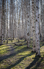 Image showing Birch wood in the spring