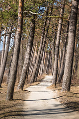Image showing Pine trees growing on the coast of the Baltic Sea