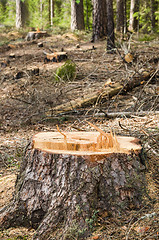 Image showing Pine stump after deforestation, close-up  